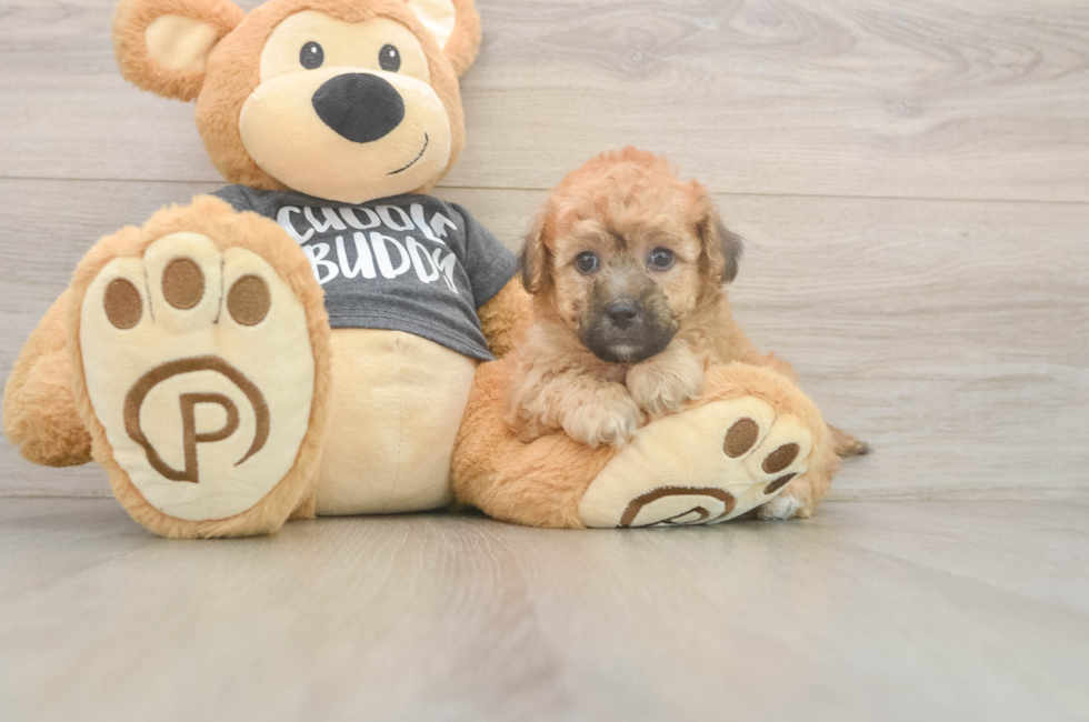 6 week old Poochon Puppy For Sale - Lone Star Pups