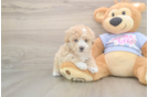 Fluffy Poochon Poodle Mix Pup