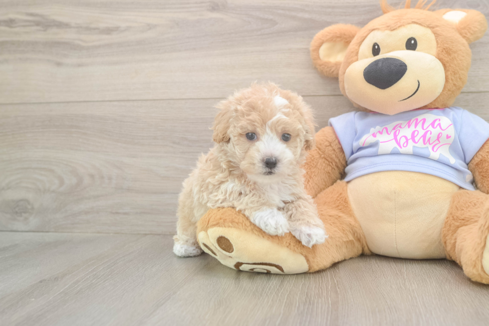 Fluffy Poochon Poodle Mix Pup