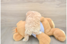 Hypoallergenic Bichpoo Poodle Mix Puppy