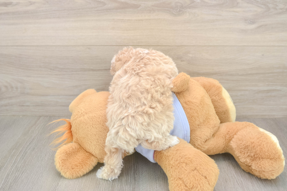 Hypoallergenic Bichpoo Poodle Mix Puppy