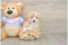 Best Poochon Baby
