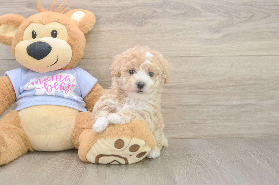 5 week old Poochon Puppy For Sale - Lone Star Pups