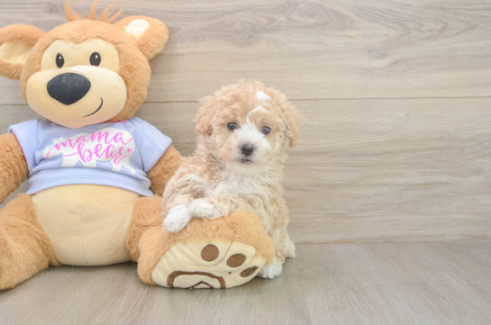 Best Poochon Baby