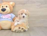 8 week old Poochon Puppy For Sale - Lone Star Pups 8 week old Poochon Puppy For Sale - Lone Star Pups