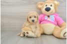 Best Poochon Baby