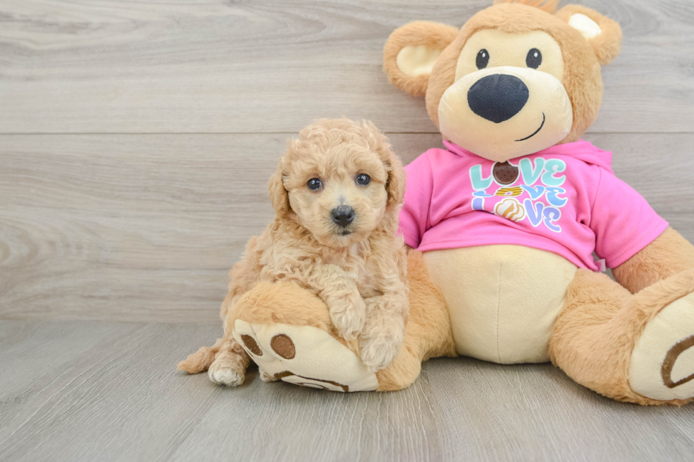 Best Poochon Baby