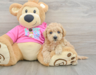 6 week old Poochon Puppy For Sale - Lone Star Pups