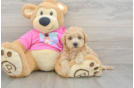 Playful Bichpoo Poodle Mix Puppy