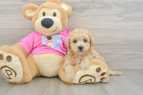 Playful Bichpoo Poodle Mix Puppy