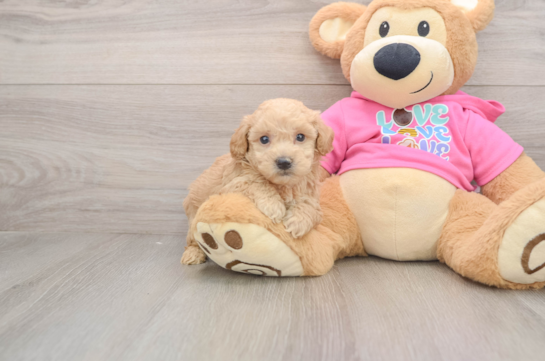 Poochon Pup Being Cute