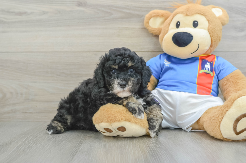 6 week old Poochon Puppy For Sale - Lone Star Pups