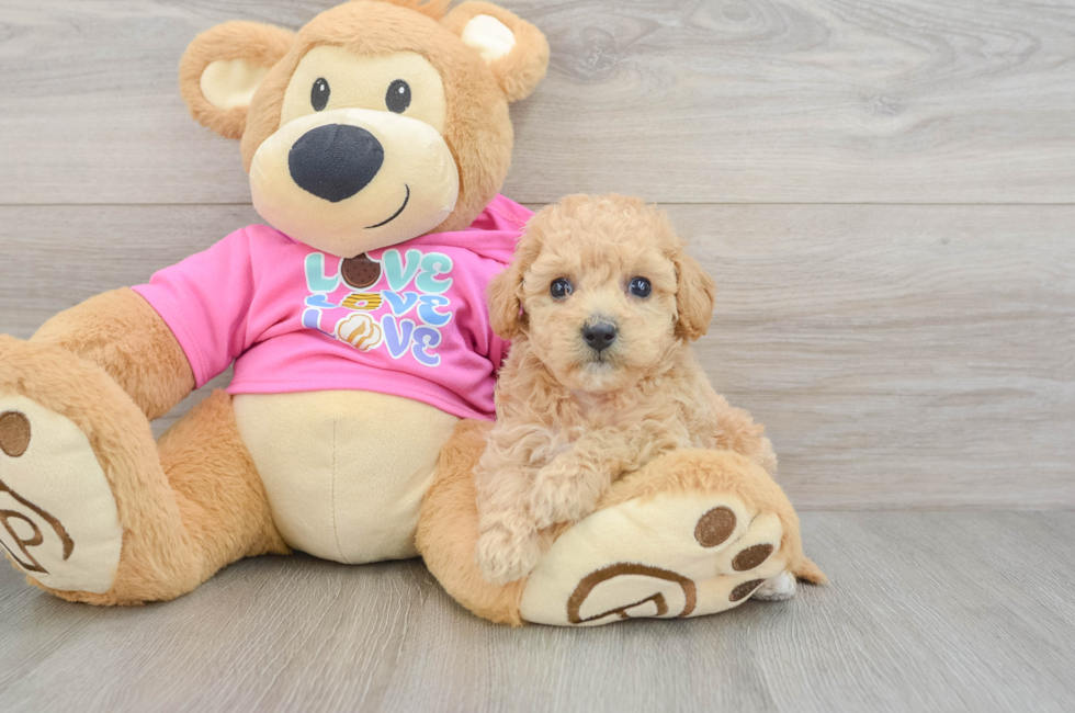 5 week old Poochon Puppy For Sale - Lone Star Pups