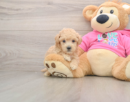 6 week old Poochon Puppy For Sale - Lone Star Pups