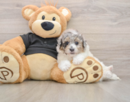 5 week old Poochon Puppy For Sale - Lone Star Pups