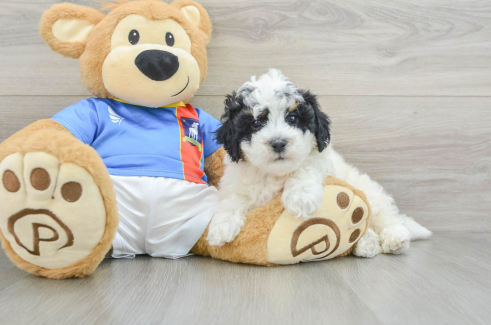 7 week old Poochon Puppy For Sale - Lone Star Pups