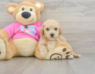 6 week old Poochon Puppy For Sale - Lone Star Pups