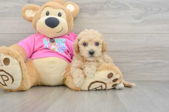 Cute Poochon Baby