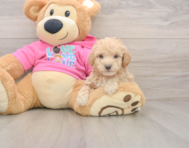 6 week old Poochon Puppy For Sale - Lone Star Pups