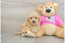 Poochon Pup Being Cute