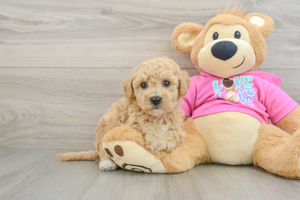 Poochon Pup Being Cute