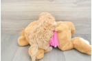 Best Poochon Baby