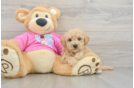 Sweet Poochon Baby