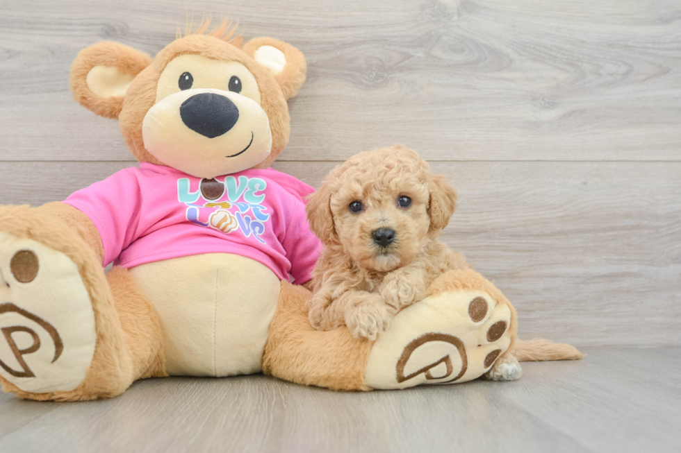 Sweet Poochon Baby