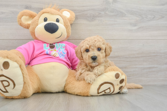 Sweet Poochon Baby
