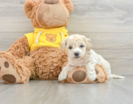 7 week old Poochon Puppy For Sale - Lone Star Pups