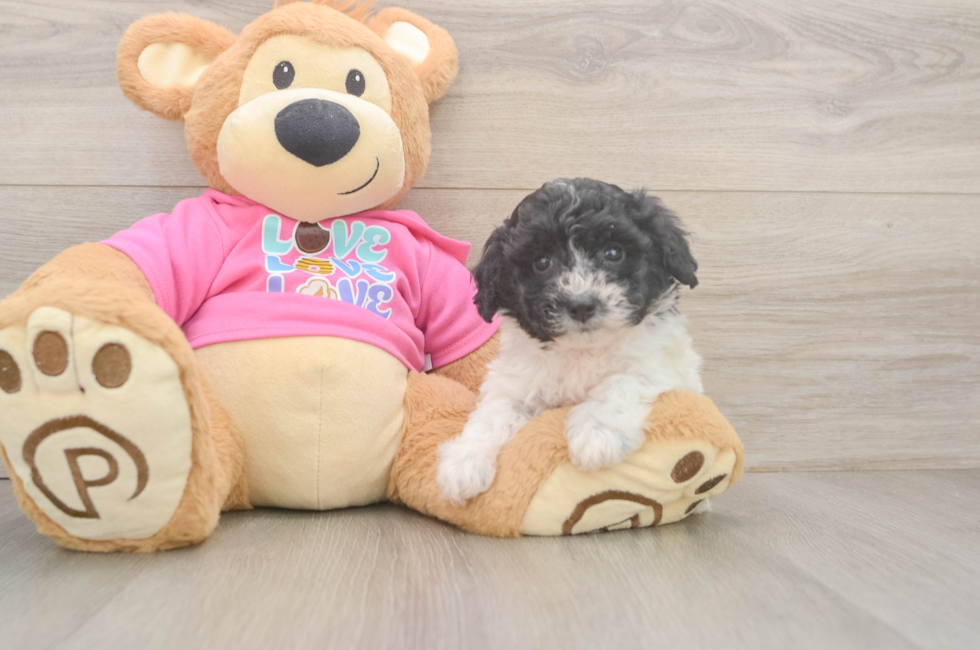 5 week old Poochon Puppy For Sale - Lone Star Pups