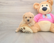 7 week old Poochon Puppy For Sale - Lone Star Pups