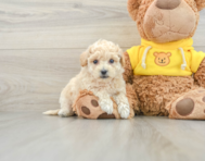 7 week old Poochon Puppy For Sale - Lone Star Pups