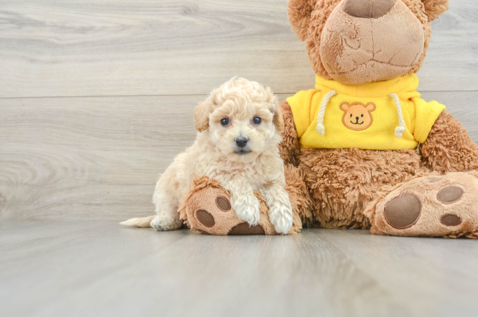 7 week old Poochon Puppy For Sale - Lone Star Pups