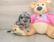 7 week old Poochon Puppy For Sale - Lone Star Pups