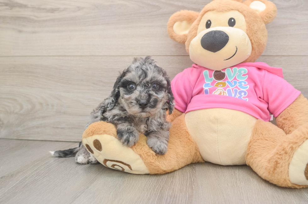 5 week old Poochon Puppy For Sale - Lone Star Pups