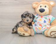 6 week old Poochon Puppy For Sale - Lone Star Pups