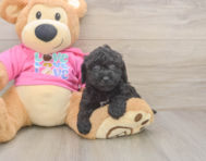 5 week old Poochon Puppy For Sale - Lone Star Pups