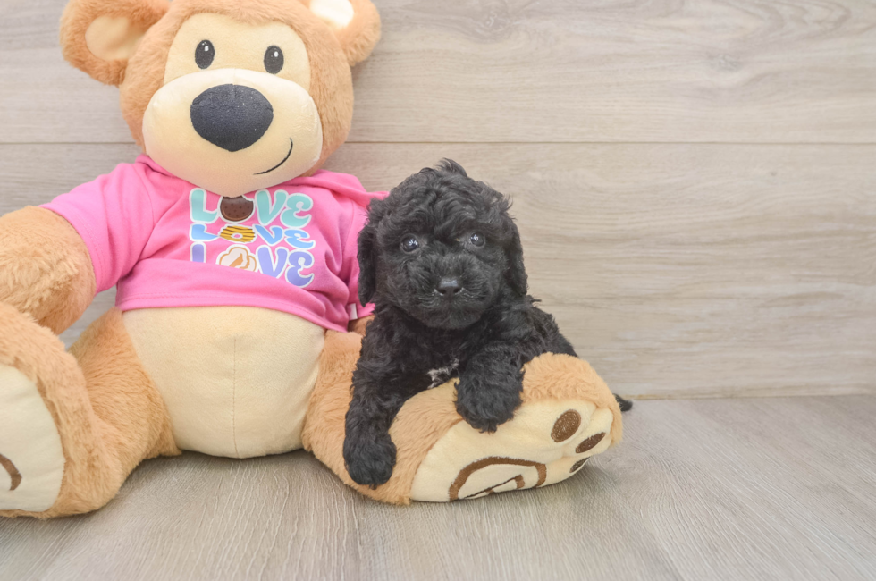 5 week old Poochon Puppy For Sale - Lone Star Pups