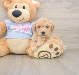 6 week old Poochon Puppy For Sale - Lone Star Pups