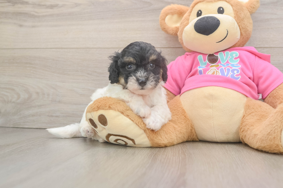 5 week old Poochon Puppy For Sale - Lone Star Pups