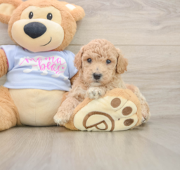 6 week old Poochon Puppy For Sale - Lone Star Pups