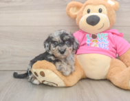 6 week old Poochon Puppy For Sale - Lone Star Pups