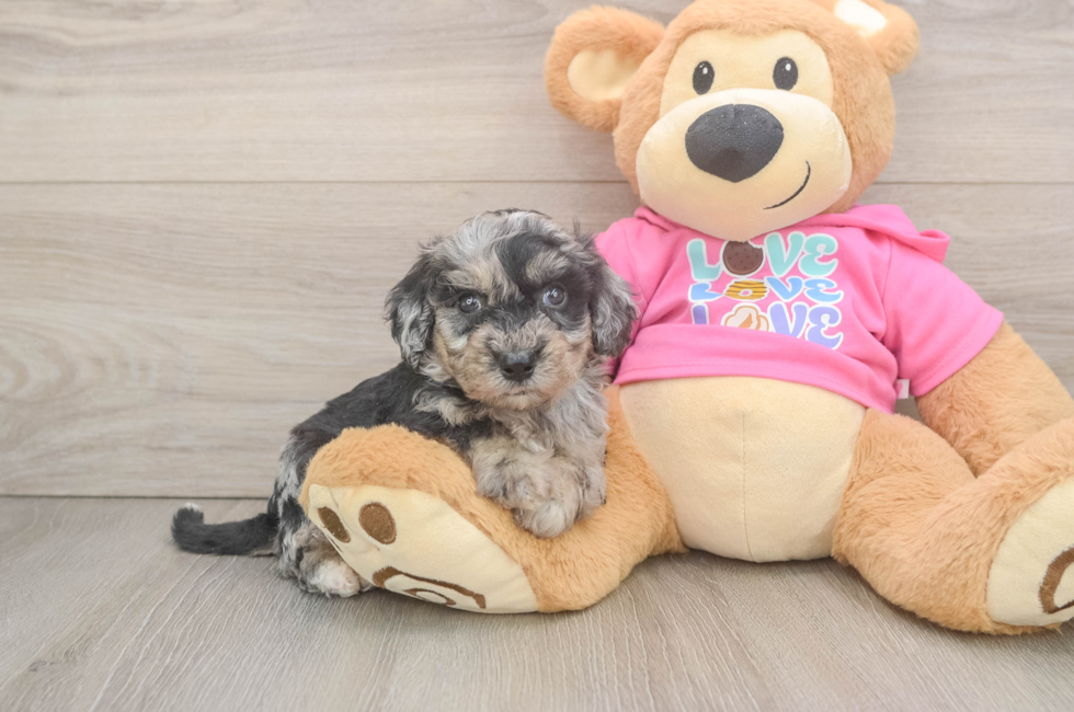 5 week old Poochon Puppy For Sale - Lone Star Pups