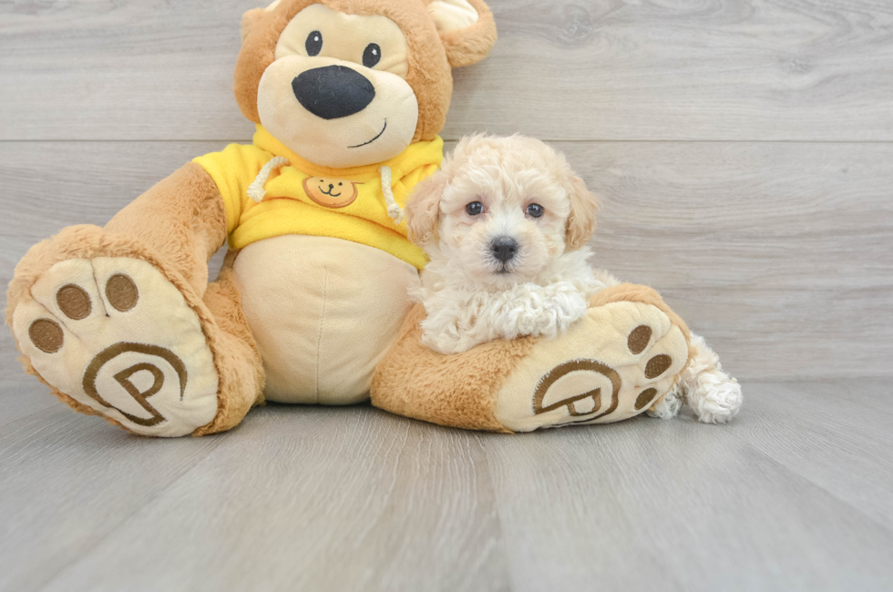 9 week old Poochon Puppy For Sale - Lone Star Pups
