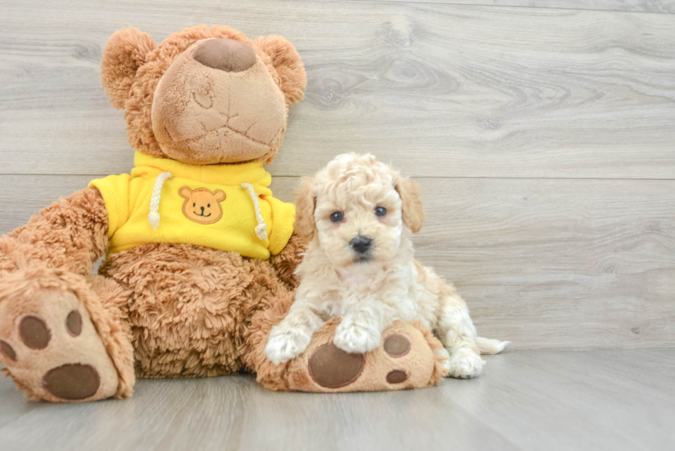 Friendly Poochon Baby