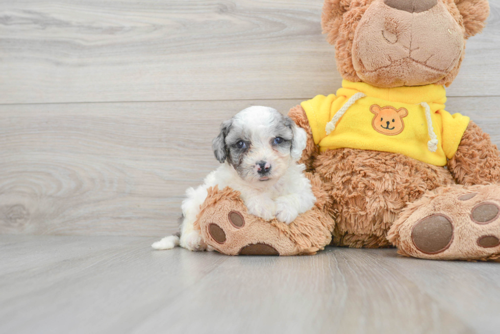 Smart Poochon Poodle Mix Pup