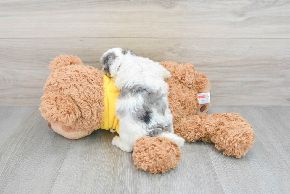 Hypoallergenic Bichpoo Poodle Mix Puppy