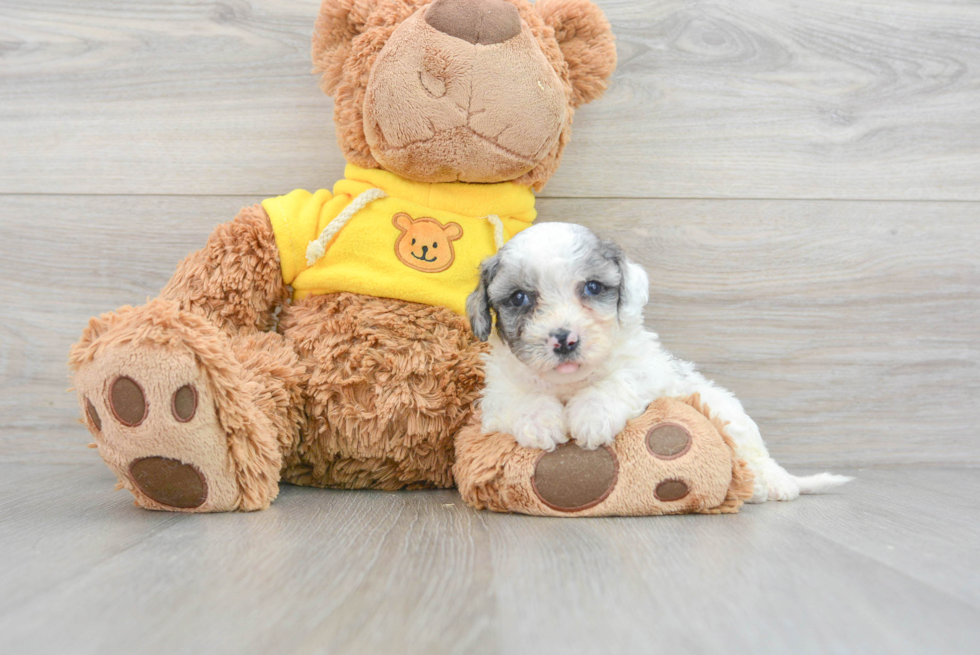Small Poochon Baby