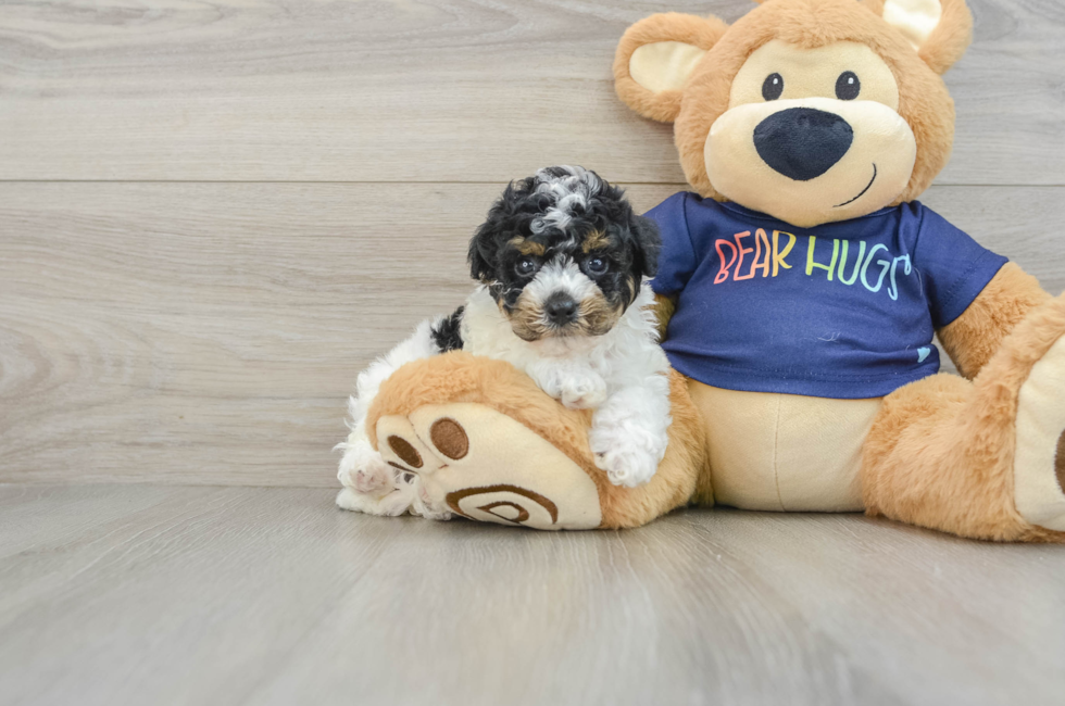 6 week old Poochon Puppy For Sale - Lone Star Pups